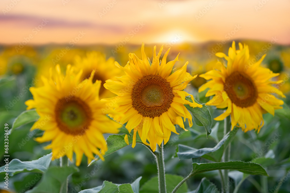 Poster Sunflowers growing in the field, gorgeous golden sunset on the background. Concept of agriculture, summer gardening, oily plant