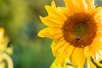 Close up of yellow flowering sunflower growing in a field. Sunflower during a nice sunny summer day outdoors