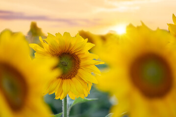 Golden sunset over the field of beautiful yellow sunflowers. Yellow and orange colours, warm joyful atmosphere, close up of sunflowers, selective focus