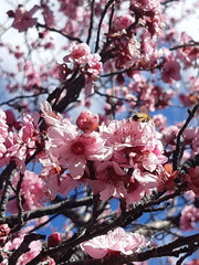Sakura Blooms Against a Brilliant Blue Sky