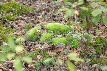 Bright green moss in forest. Close up of moss growing in old fir tree forests