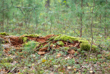 Green moss on rotten logs. Close up of moss growing in wet swamp forest