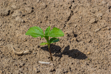 A tender sprout of a soybean agricultural plant in a field grows in a row with other sprouts. Selective focus.