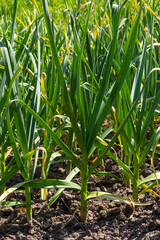 Obraz premium green onions growing in the garden