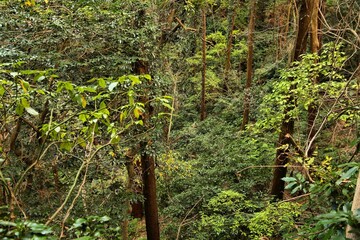 Forest nature in Japan