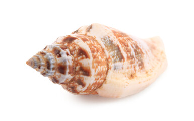 Beautiful seashell isolated on white. Beach object