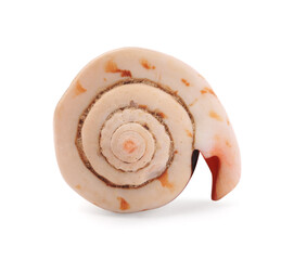 Beautiful seashell isolated on white. Beach object