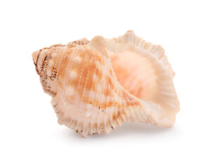 Beautiful seashell isolated on white. Beach object