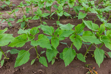 Sunflower plants with buds. Concept agro culture. Rows of young sunflower plants in the field