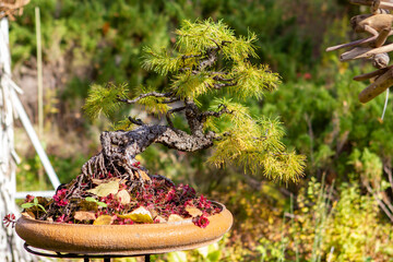 Bonsai tree in the garden