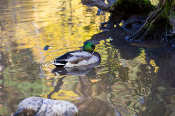 Cute ducks on the duck pond