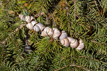 snail shells in spruce branches