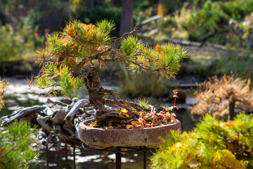 Bonsai tree in the garden