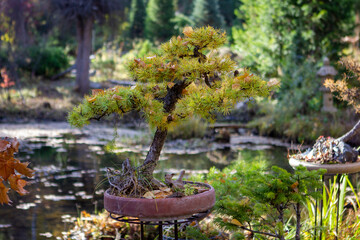 Bonsai tree in the garden