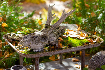 Deer skull surrounded by greenery