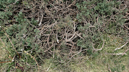 texture of conifer roots in the botanical garden
