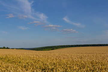 Naklejka premium Wheat meadow. Ripe Gold Barley field in summer. Nature organic Yellow rye plant Growing to harvest. World global food with sunset in farm land autumn scene background. Happy Agricultural countryside