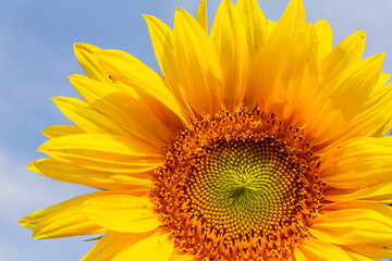 Yellow sunflowers bloom against a blue sky background