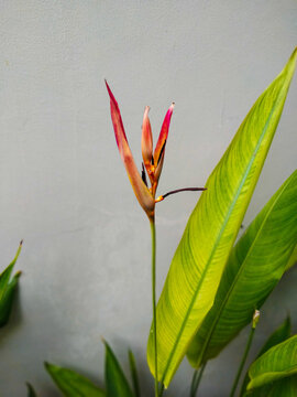 Heliconia psittacorum is a species of flowering ornamental plant native to the Caribbean and the United States
