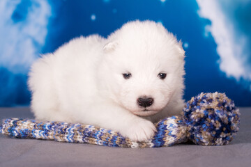White fluffy small Samoyed puppy dog is on blue background