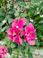 pink rose bush