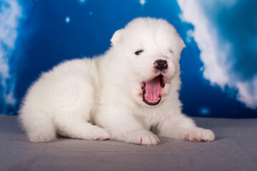 White fluffy small Samoyed puppy dog is on blue background