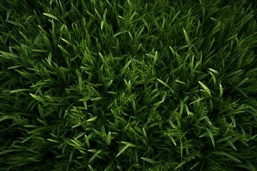 Obraz premium Grass green field texture background. Nature soccer pattern. Generate Ai