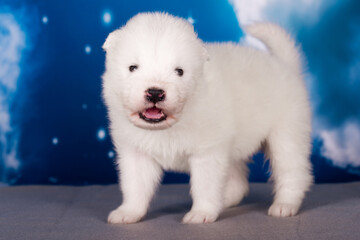 White fluffy small Samoyed puppy dog is on blue background