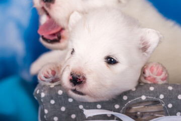White fluffy small Samoyed puppy dog is on blue background