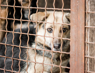 mongrel dog in a cage close up