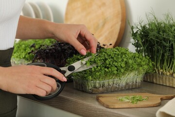 Woman with scissors cutting fresh microgreens at countertop in kitchen, closeup