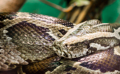 big snake anaconda close up