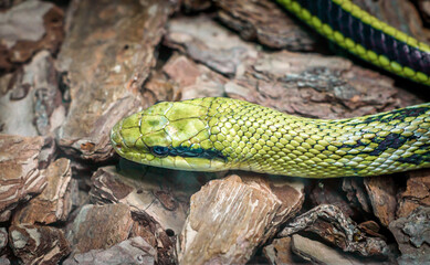 green snake head and eye