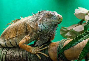 big iguana on a green background close up