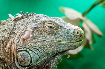 big iguana on a green background close up