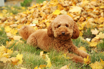 Cute dog on grass with autumn dry leaves outdoors
