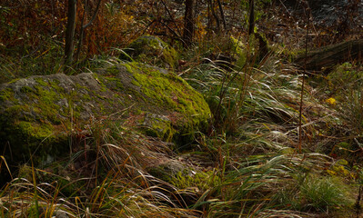      An old large boulder covered with moss lies among the grass in the autumn forest.