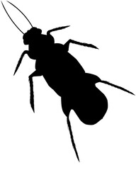 cockroach silhouette
