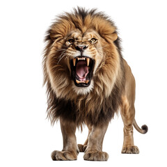 Lion roar isolated on a white background