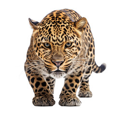 Leopard isolated on a white background - obrazy, fototapety, plakaty