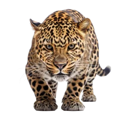 Foto op Plexiglas Leopard isolated on a white background © Luckyphotos