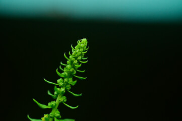 Close up of Male flowering frond of Spinach plant on dark background.