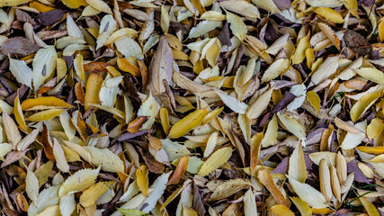 Still life of many leaves of different golden colors fallen on the ground