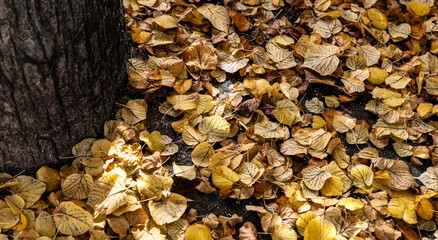 Detail of fallen leaves on the ground because it is autumn near the tree