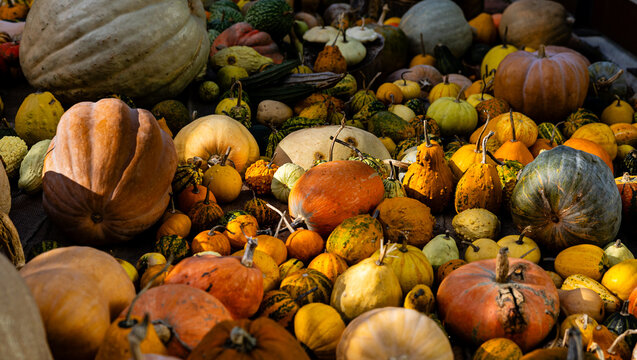 Detail of several pumpkins in different colors and sizes typical of autumn