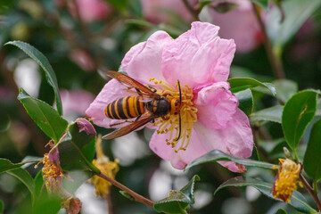 Fototapeta premium 東京港区赤坂5丁目のスズメバチ