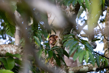Babyaffe