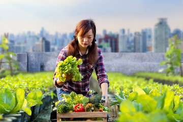 Asian woman gardener is harvesting organics vegetable while working at rooftop urban farming...