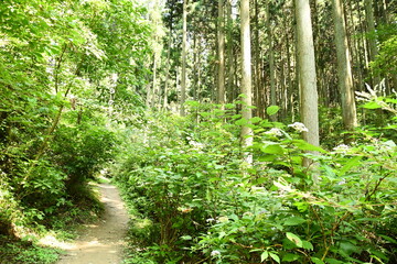 参道　ーroad approaching a shrineー