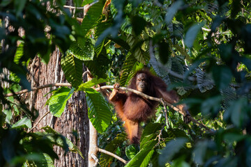 Orang-Utan